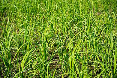 TGA 2023：《心灵杀手2》获得最佳游戏指导